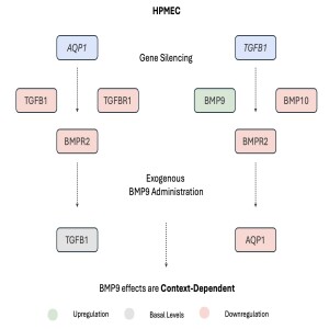 Interorgan Insights: Modulation of AQP1 and TGFB1 to Disrupt BMP/TGF-β Signaling in Human Pulmonary Microvascular Endothelial Cells