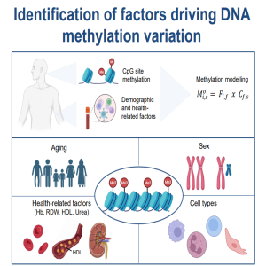 Identification of factors driving DNA methylation variation