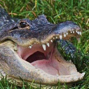 The American Alligator: A Conservation Success Story