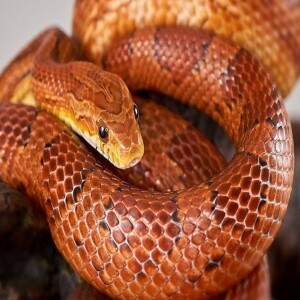 The Fascinating World of Corn Snakes