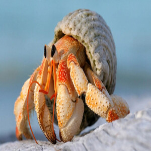 Crabby Curiosities: A Dive into Tybee's Marvelous Marine Life