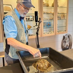 Feeling Crabby: Horseshoe Crabs are NOT True Crabs, but they are Living Fossils!