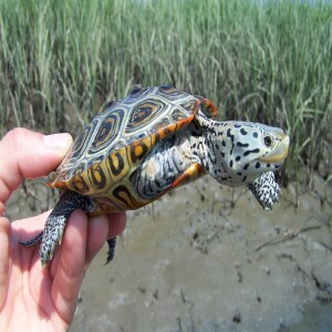 Turtle TAKEOVER: Guardians of the Marsh