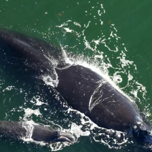 Guardians in the Waves: Protecting Our Giants in the Sea
