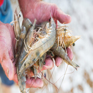 Shrimply the Best: Tales from Tybee Island