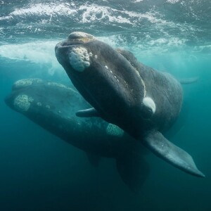 The North Atlantic Right Whale: Georgia's State Marine Mammal