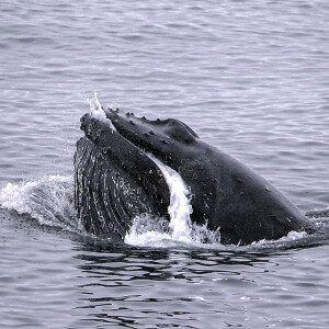 Whale Week Highlights: Awareness and Activities for Right Whale Conservation