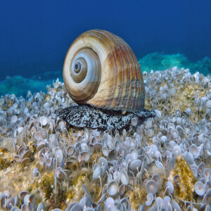 The Secrets of Snails: A Shell of a Time