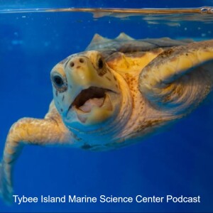 TURTLE TALKS: Learn all about the Loggerhead Sea Turtle