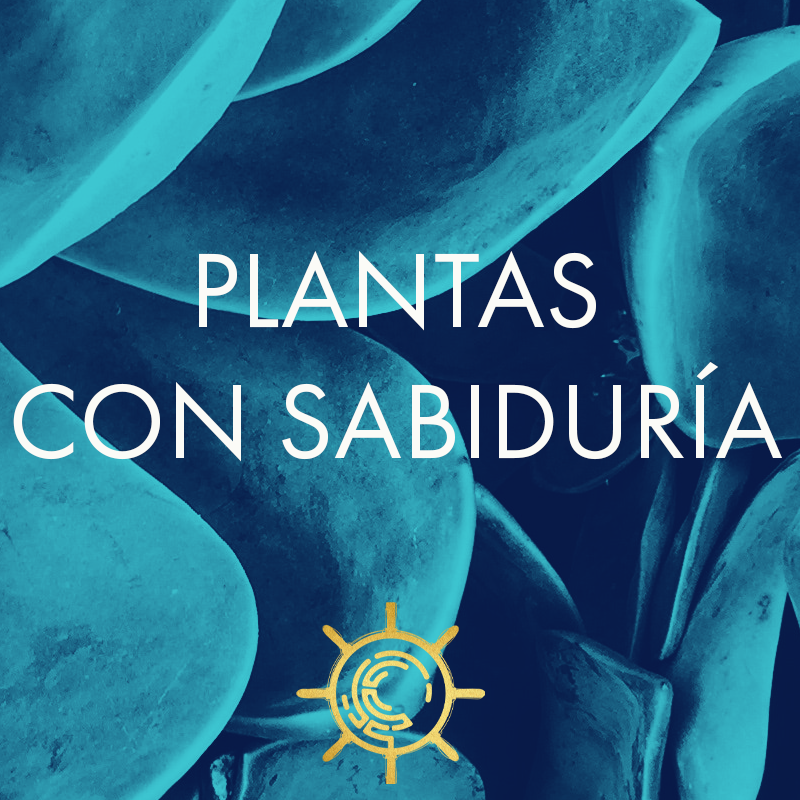 NAVEGANTES DE LA CONCIENCIA