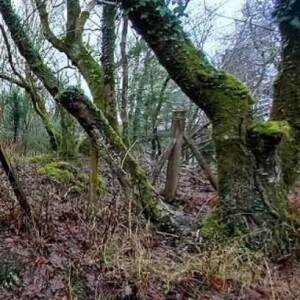 Whistling in the Woods