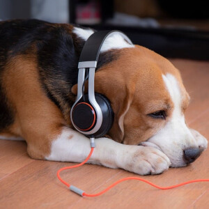 Sleep (or Relax) Beagle