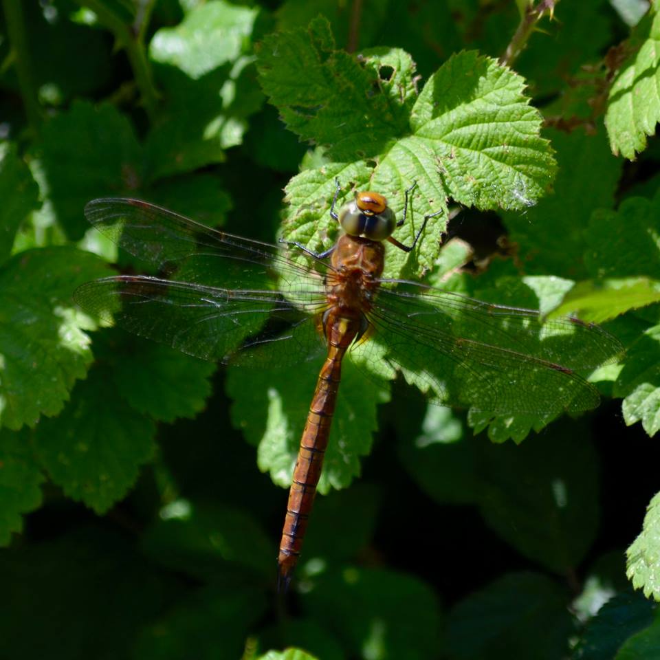 Dragonflies at Paxton Pits.