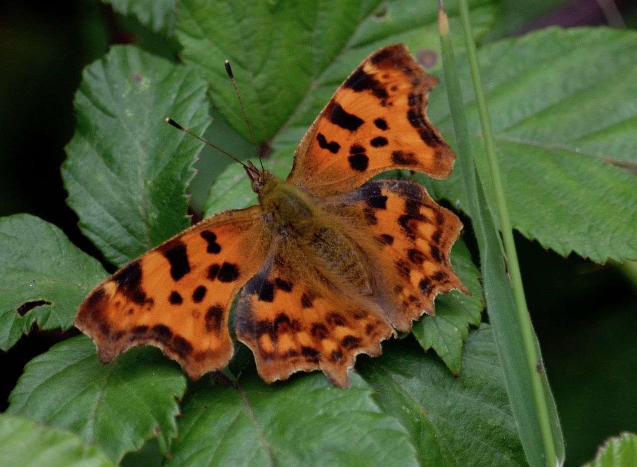 Butterflies on a very hot day in June.