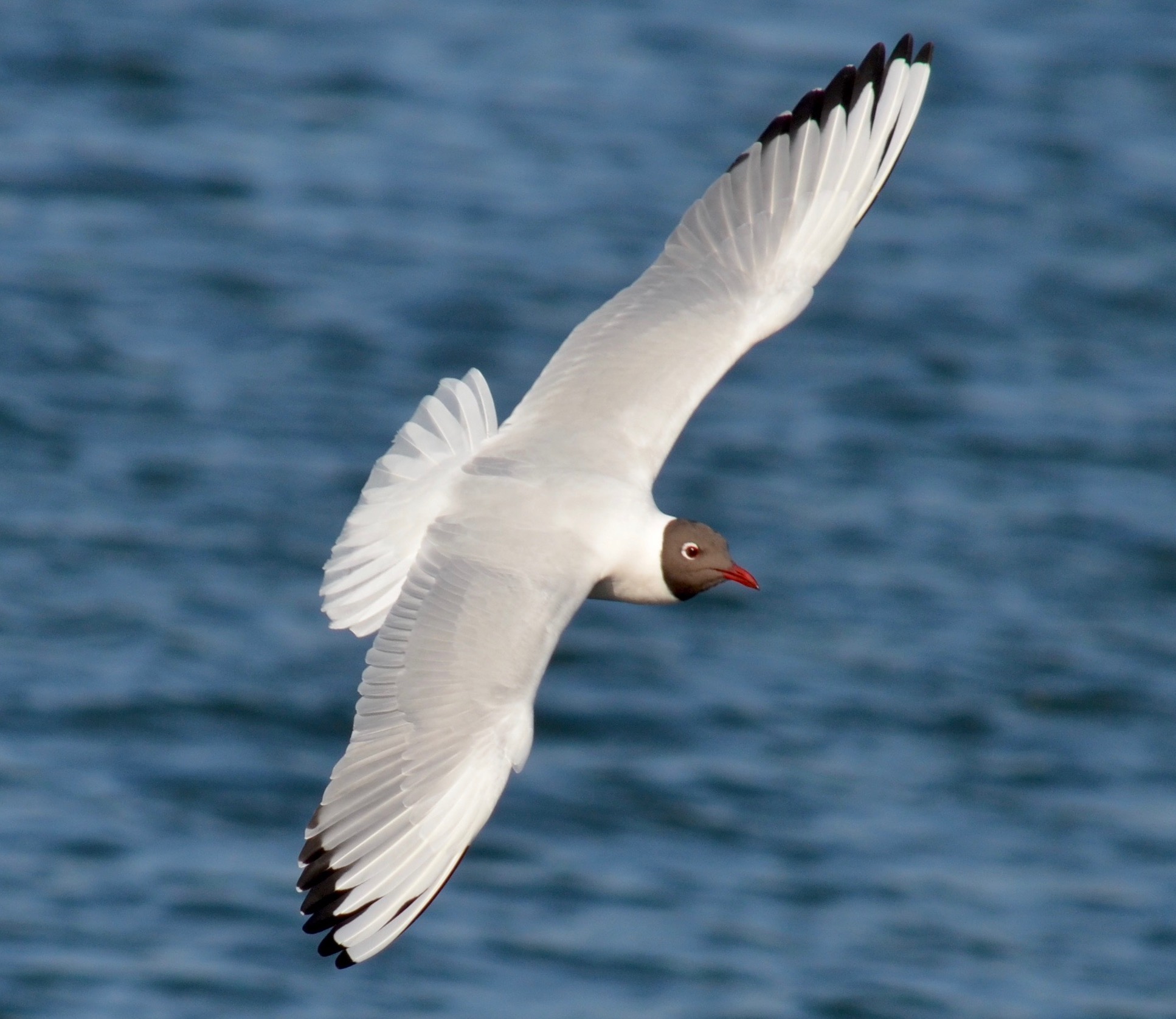 Gulls on a dump.