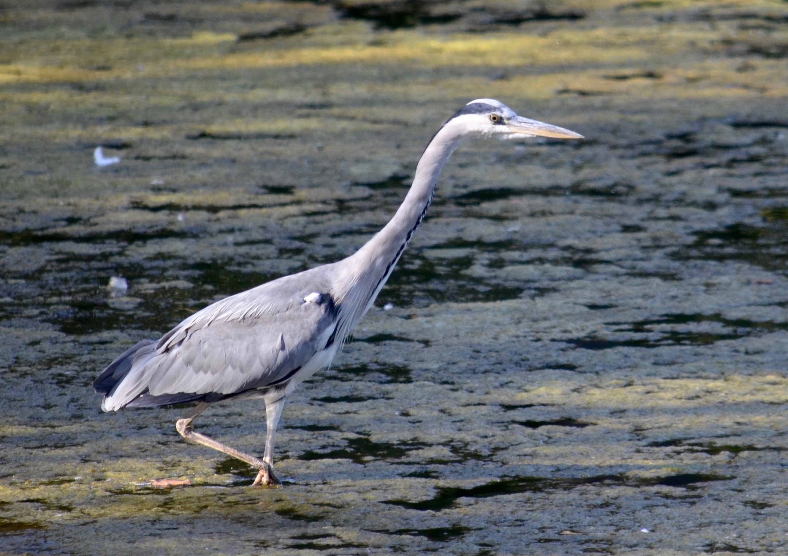 August at Paxton Pits Nature Reserve