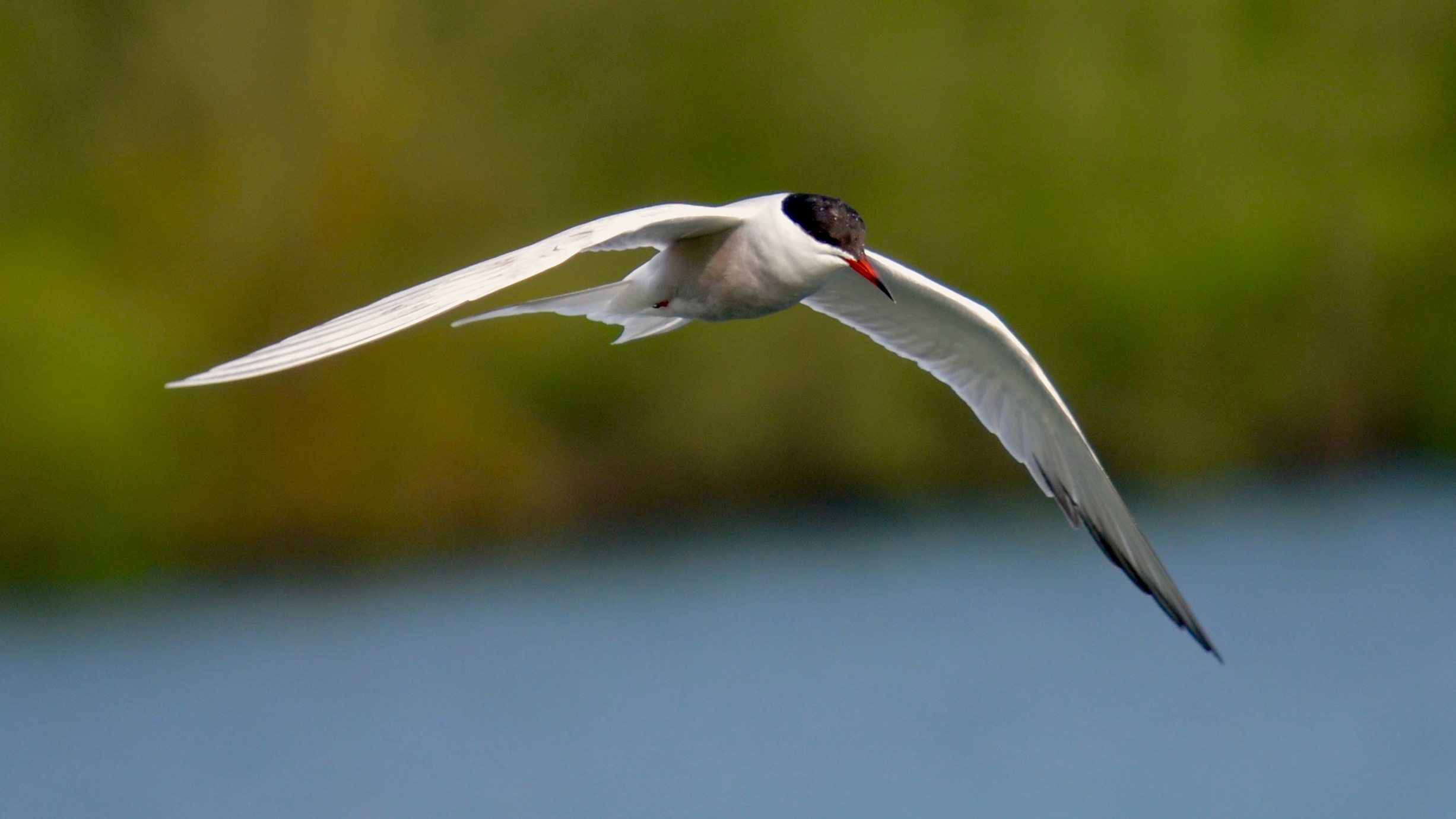 The Paxton Podcast: Terns
