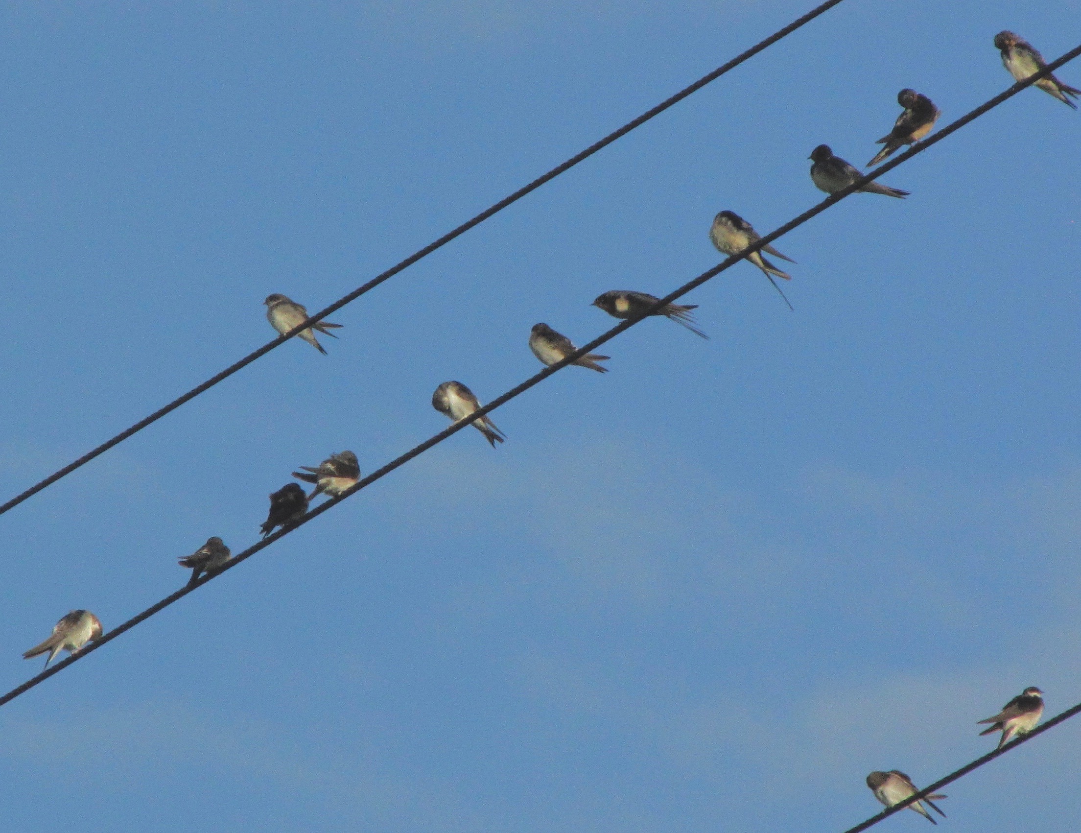 Swallows, Swifts and Martins.
