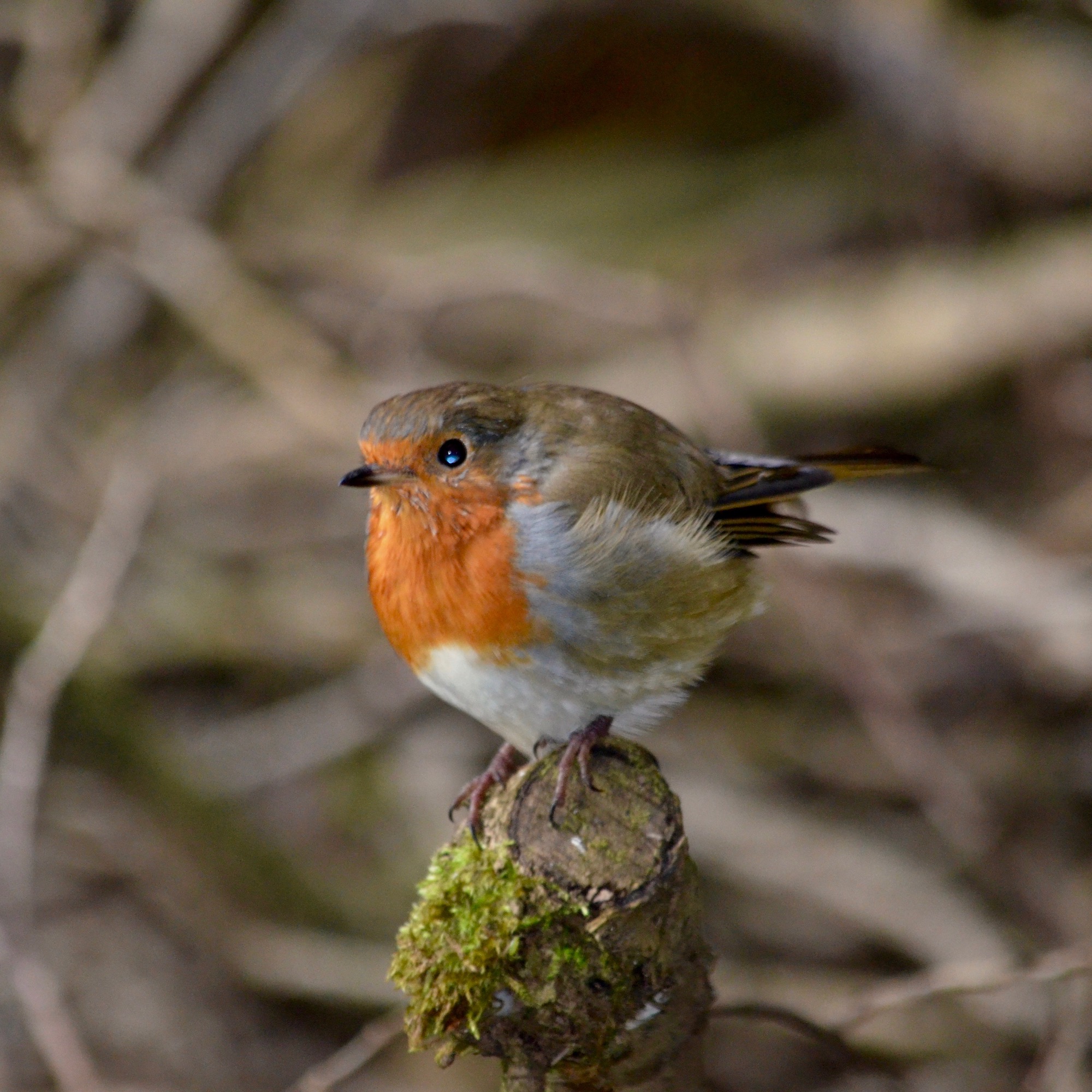 The Robin and the Wren.