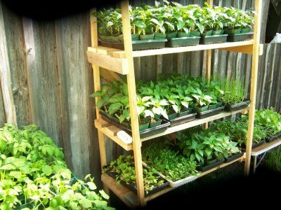 Episode 8: Plant Nurseries with Mike McGroarty