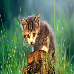 Tailored Pet Care Services in Kamloops