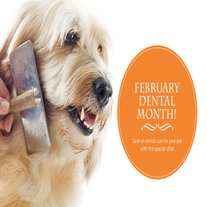 The Most Personalized Pet Care by Expert Vets