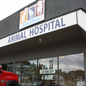 A Professional Clinic with Experienced Vets