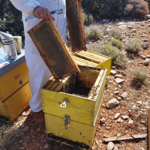 Το μέλι που δεν είναι μέλι, αλλά είναι μέλι εργαστηρίου....