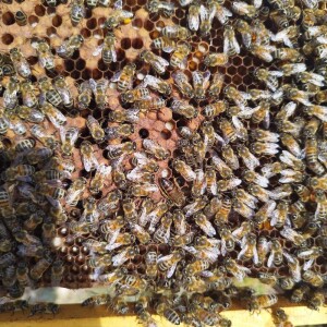 επ.2- Αφαρμακη μελισσοκομία - μύθος ή πραγματικότητα; (μέρος 1ο)