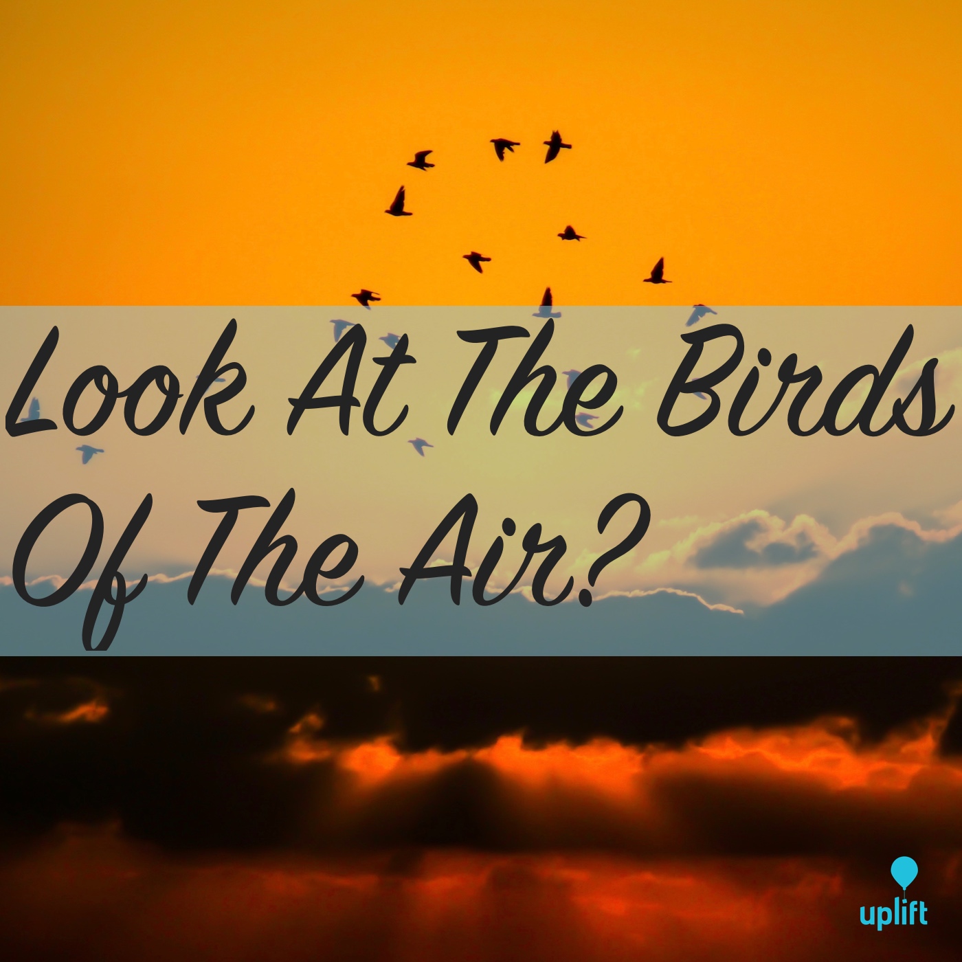 Episode 14: Look At The Birds Of The Air?