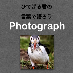 第70回 【アイスランド】 まるでピエロ！？とっても可愛い野鳥の写真の話