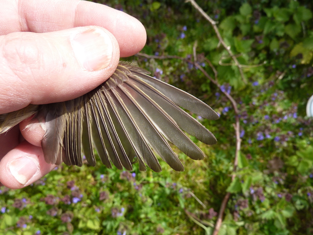 Willow warbler at Paxton Pits