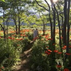 poppy field visualization