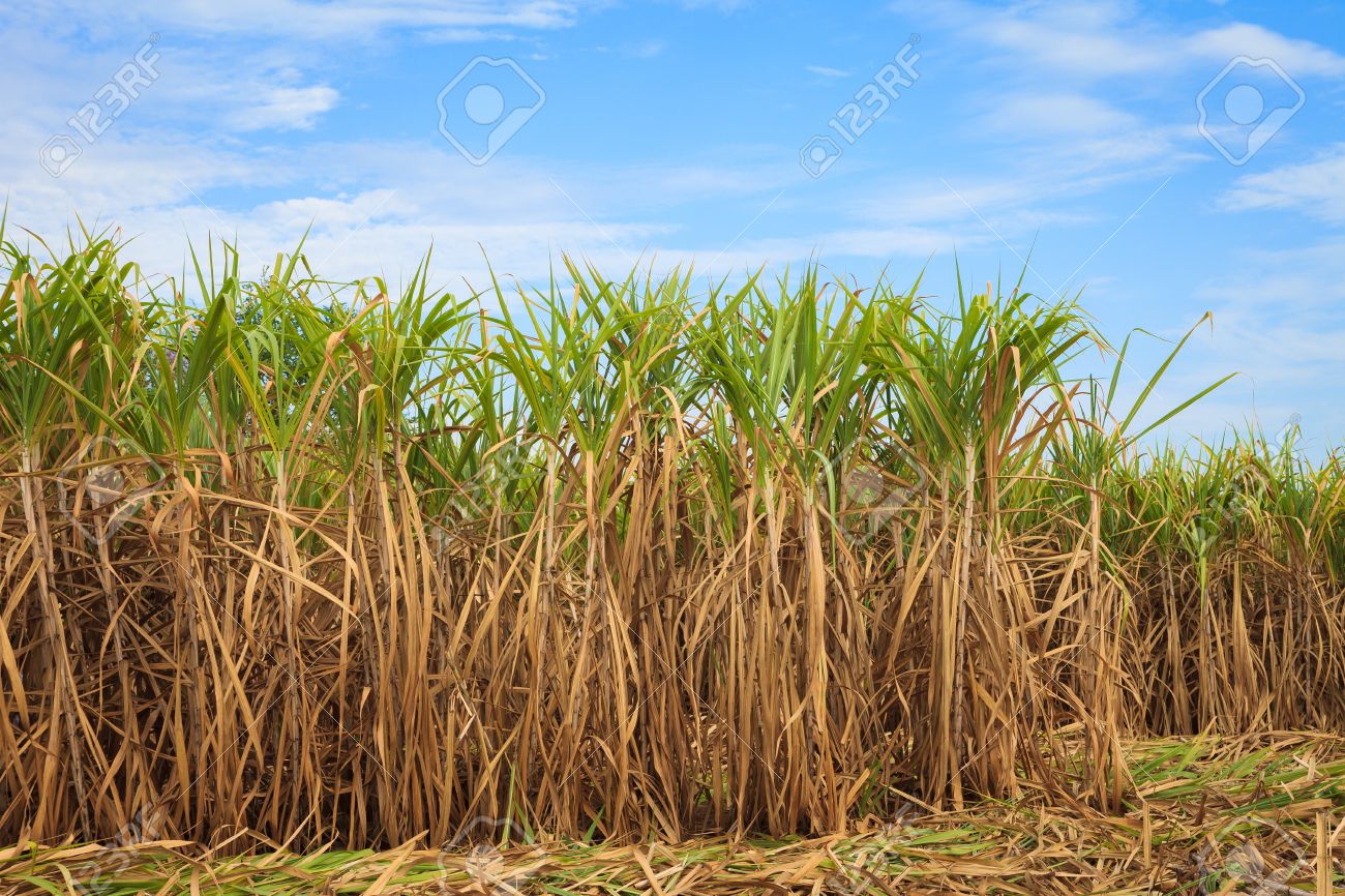 Uganda Sugarcane Rush Segment 1