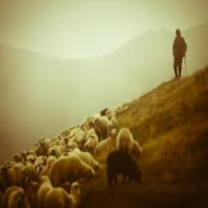 Ezekiel 34 - The Message Translation
