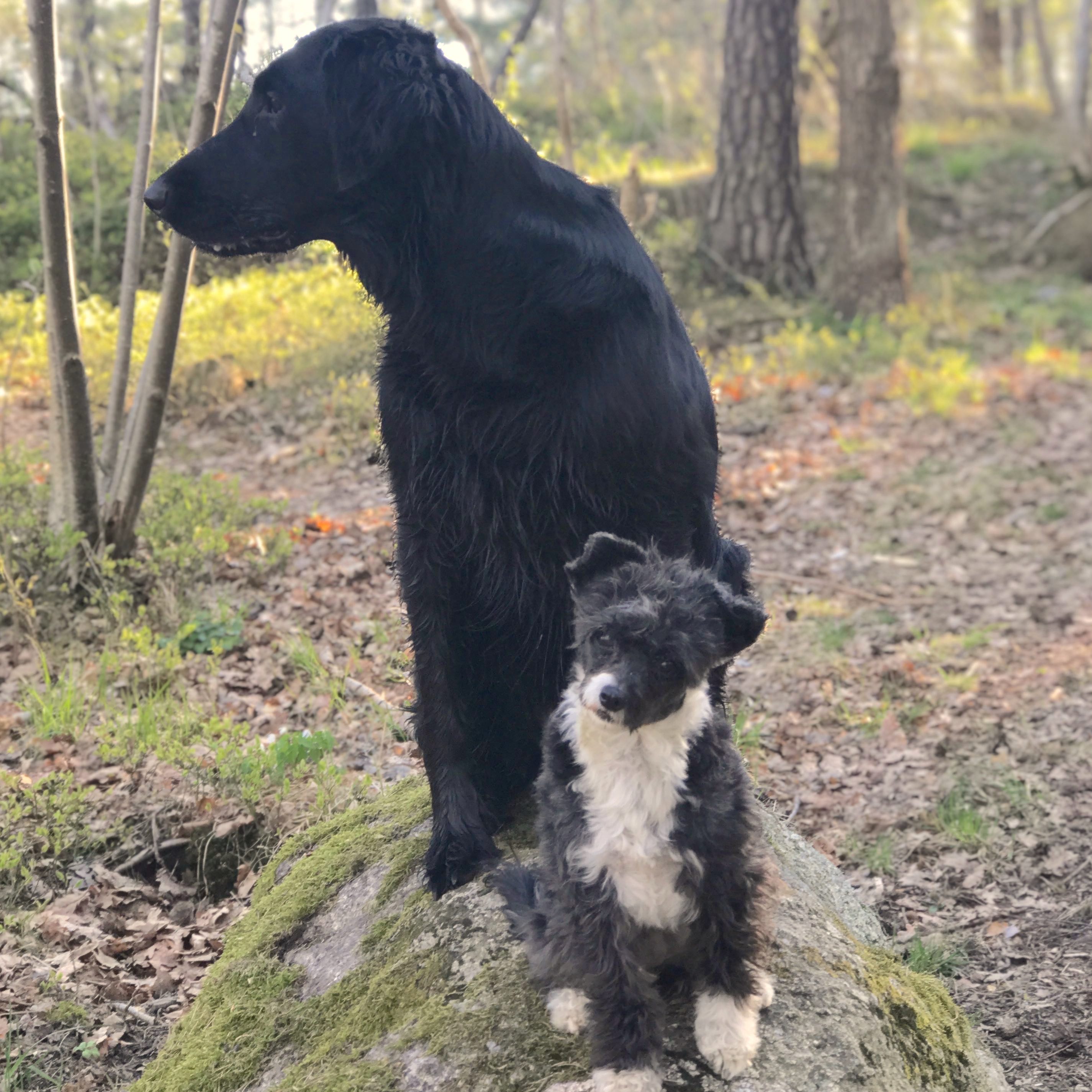 Aktivera mera på promenaden med din hund