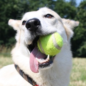 När, var och hur ska du belöna din hund