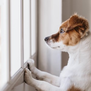 Ensam borta - hur det blir bra för din hund