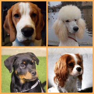 Gästhundarna i Örebro 24 mars - Beageln Leffe, Stor pudeln Fille, Cavalier king charles spanieln Zimba och Rottweilern Krut