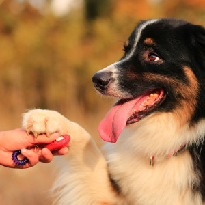 Klicker - ett träningsverktyg för hund