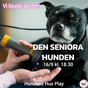 Inför "Den Seniora Hunden" med Anna Stenfeldt 16/9 på Hundens Hus Play