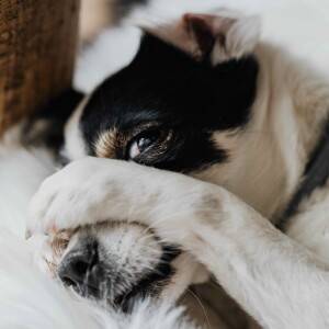 Smärta hos hundar - ibland en väl dold ”hemlighet”