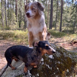 Jaktbelöna din hund och fria associationer