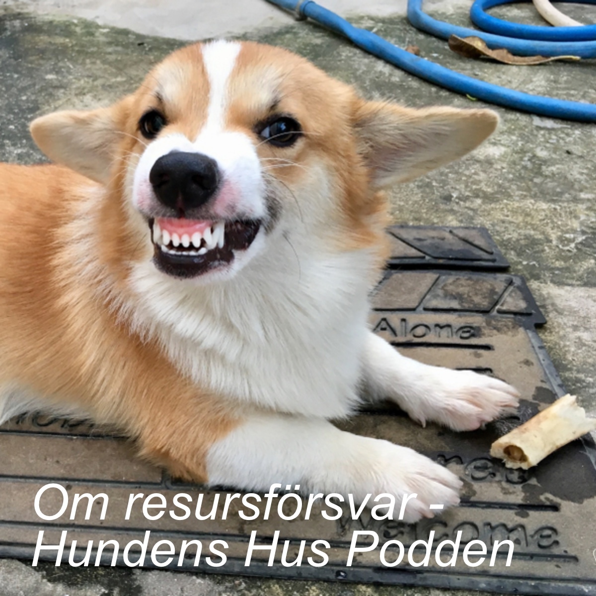 Hundens Hus Podden