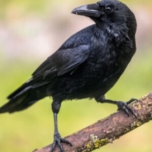 The Wisdom of Crow