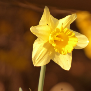 Healing from Narcissistic Abuse: Practical Tips and Emotional Resilience