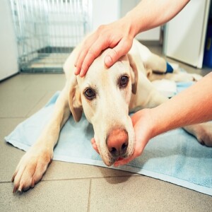 🎤 PODCAST • Pets, Loss of ~ I'm terrified with the knowledge that my dog will soon die.