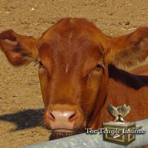 End Times and THE RED HEIFER