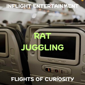 Rat Juggling