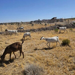 Agave & Goats